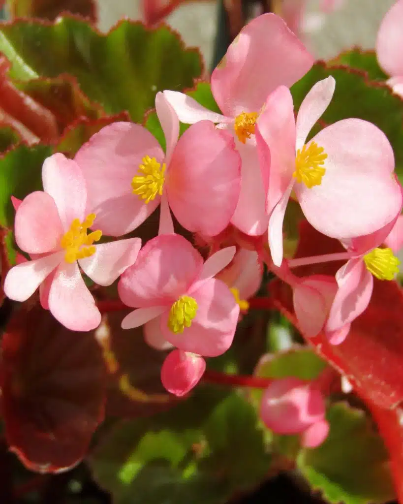 Begonia lecomtei